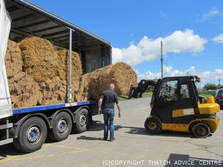 Loading Water Reed on a Lorry